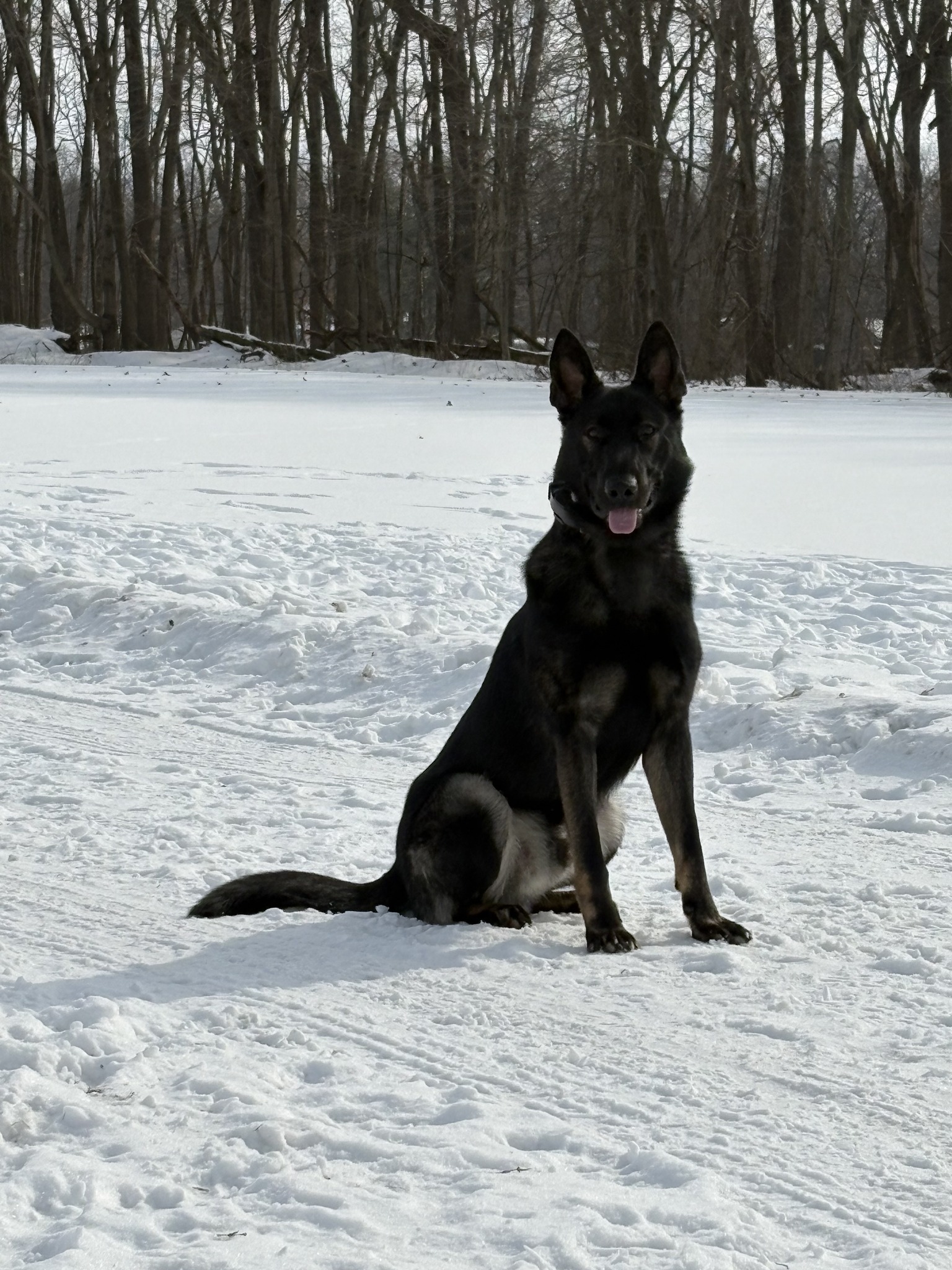 Three Rivers K-9 Officer Getting Body Armor